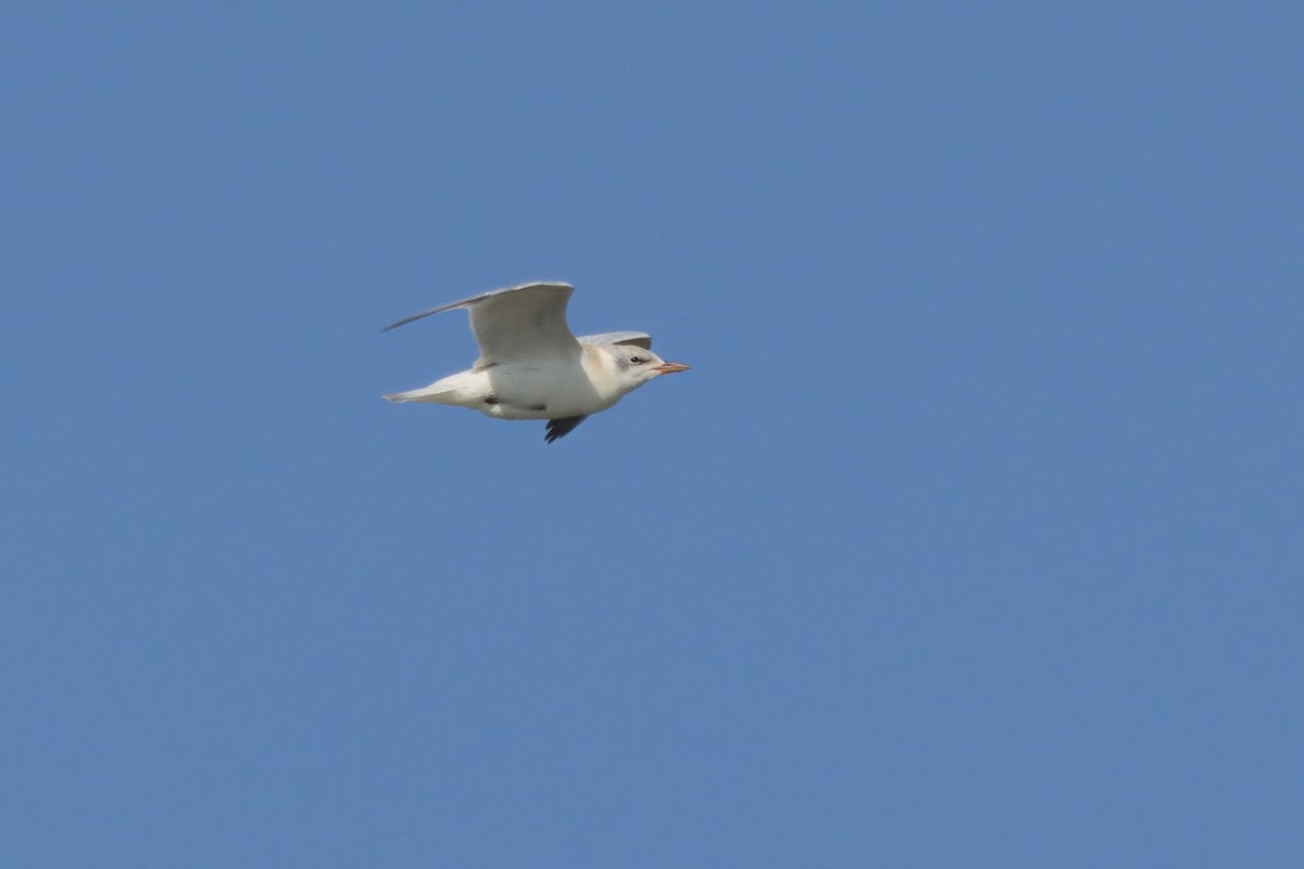 Gull-billed Tern - ML639882087