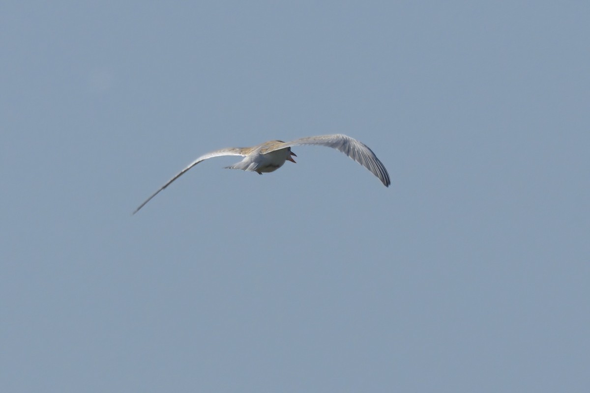 Gull-billed Tern - ML639882088