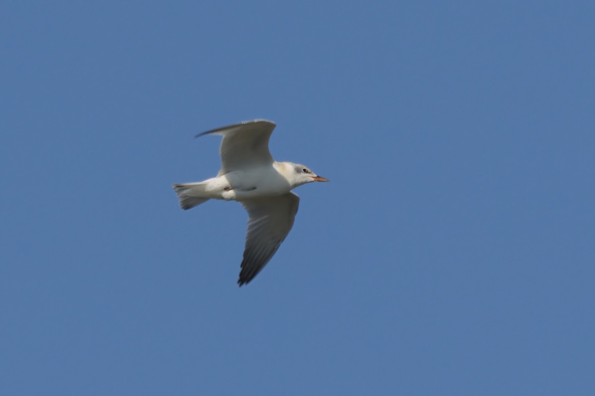 Gull-billed Tern - ML639882089