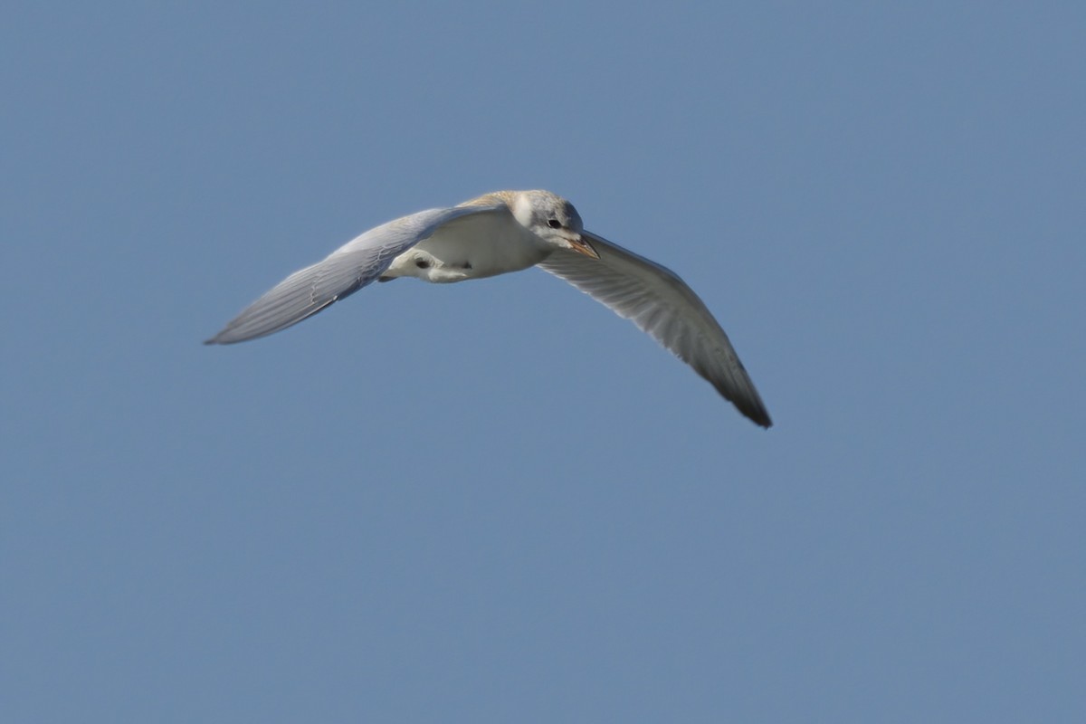 Gull-billed Tern - ML639882090