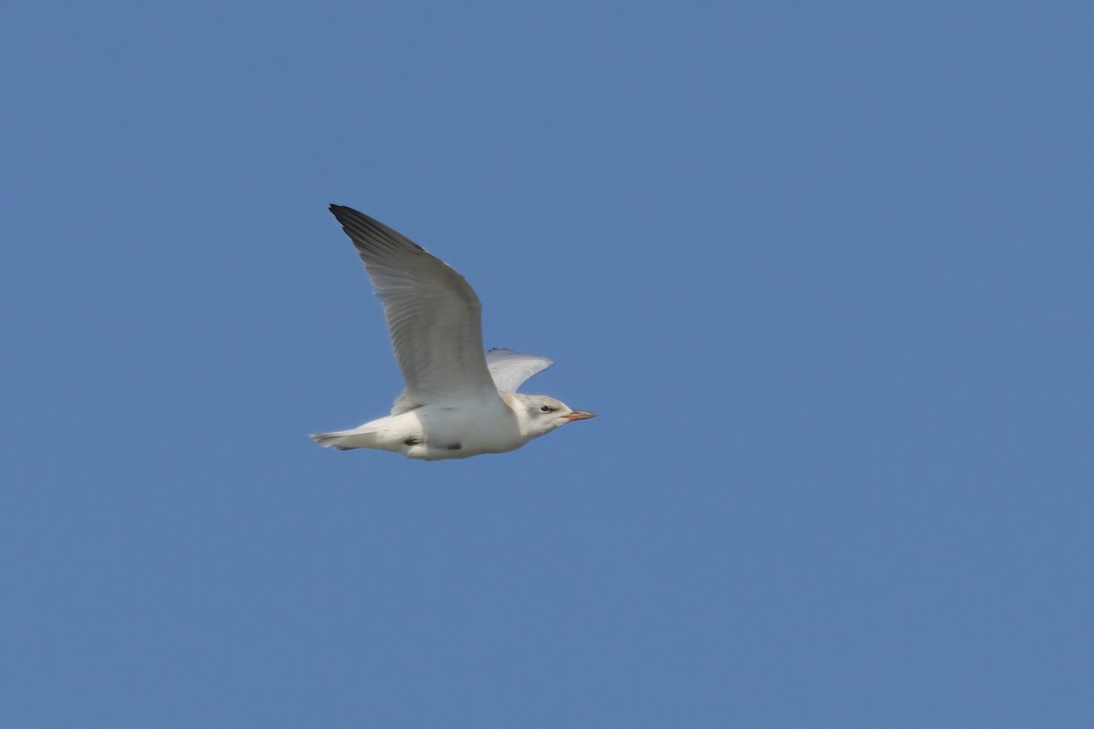 Gull-billed Tern - ML639882091