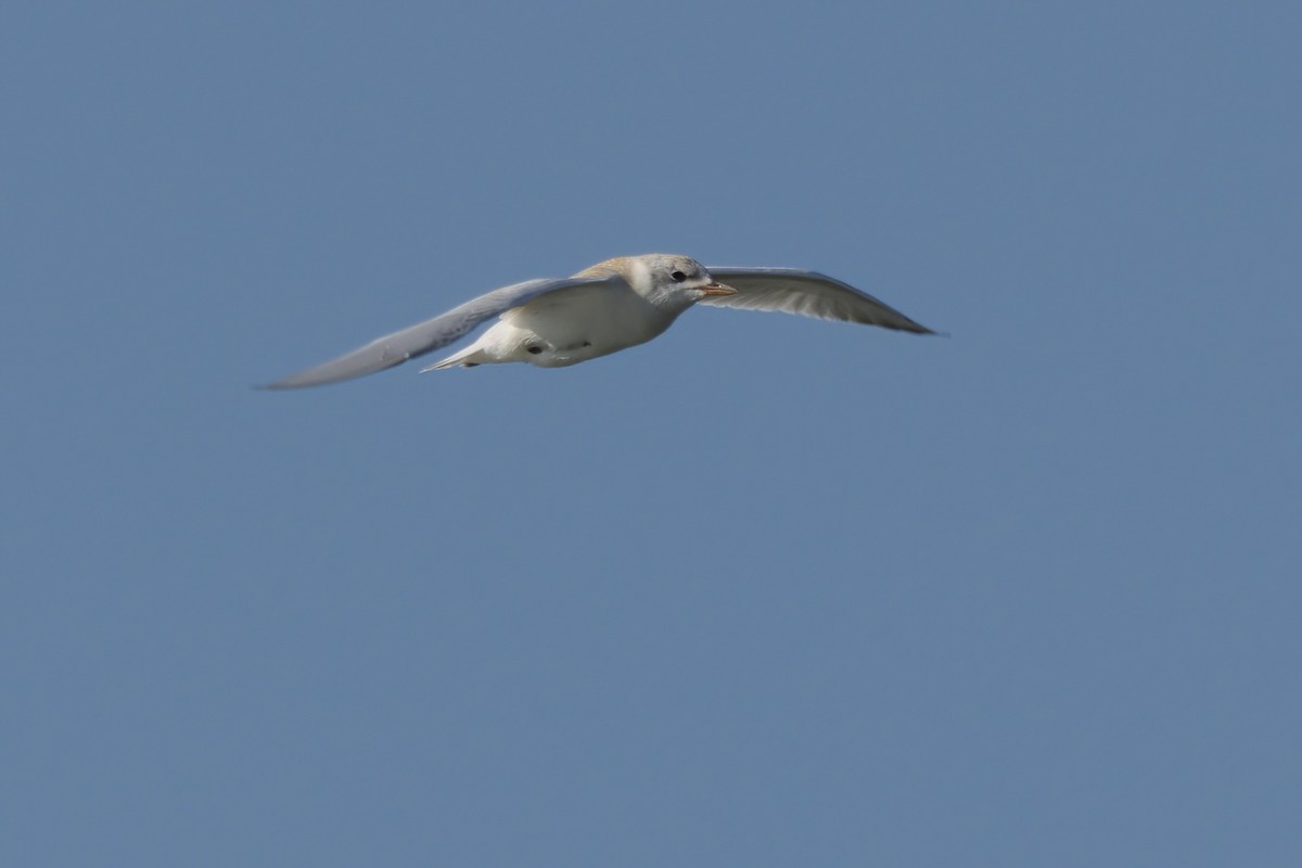 Gull-billed Tern - ML639882094