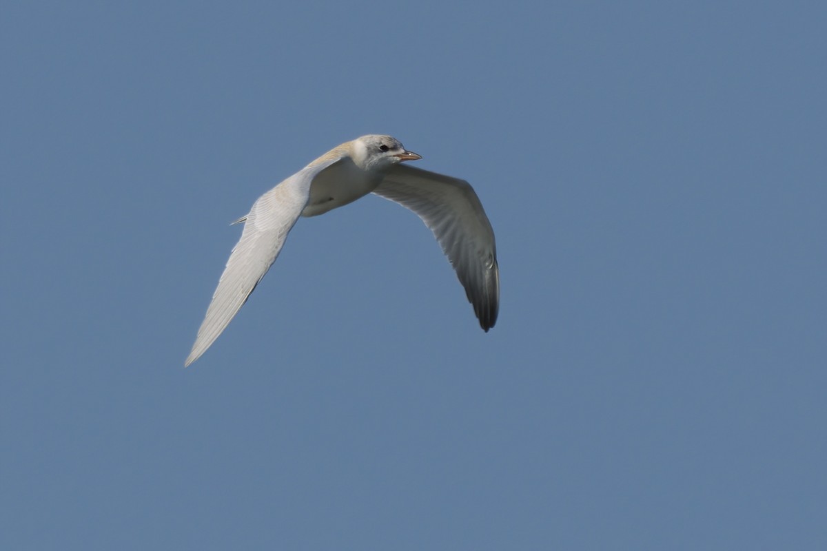 Gull-billed Tern - ML639882096
