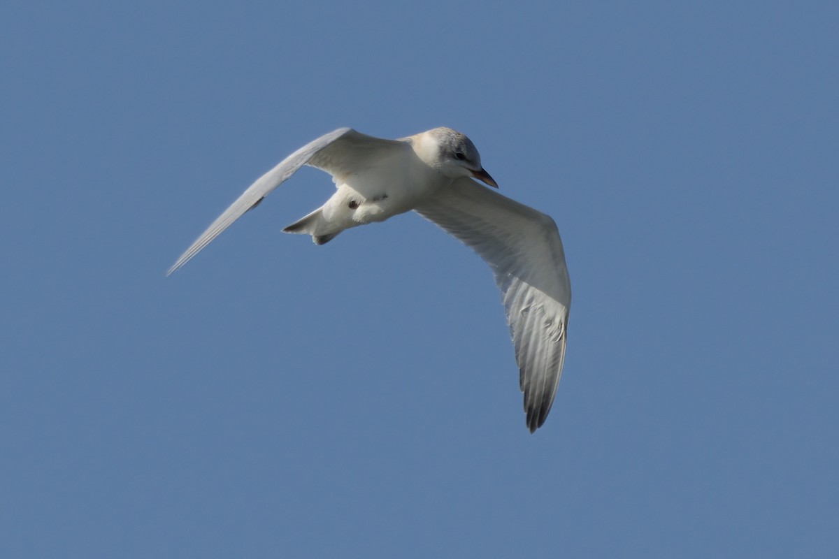 Gull-billed Tern - ML639882097