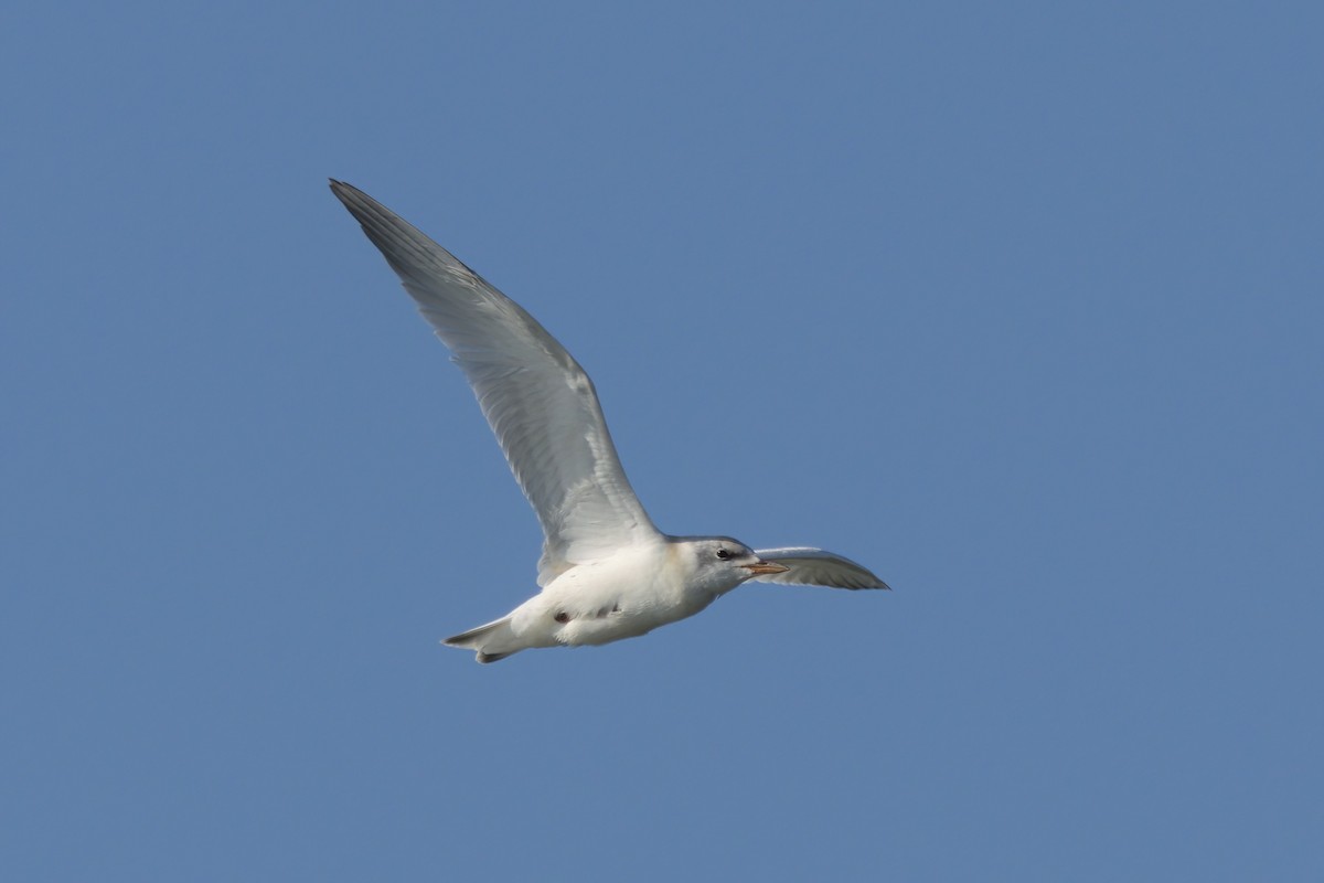 Gull-billed Tern - ML639882098