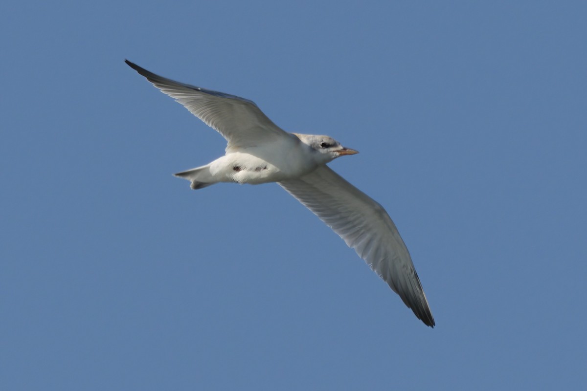 Gull-billed Tern - ML639882099