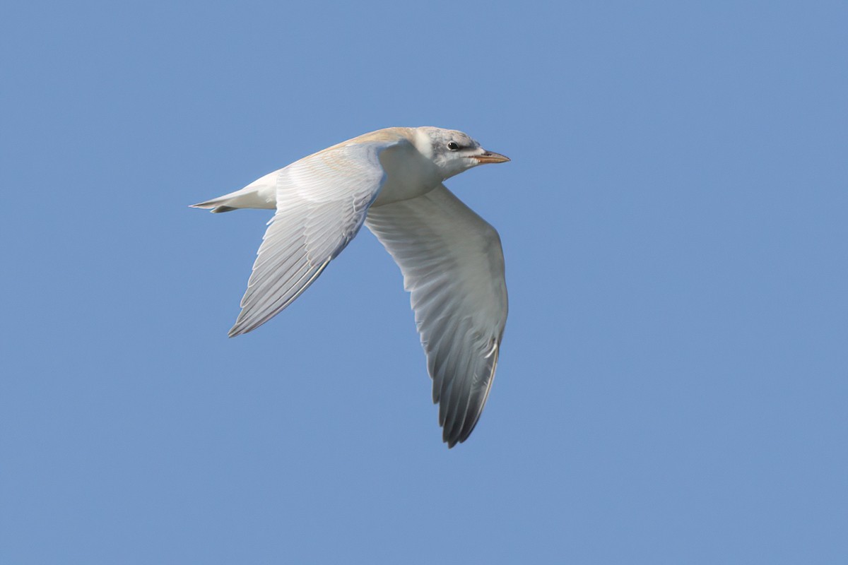 Gull-billed Tern - ML639882100