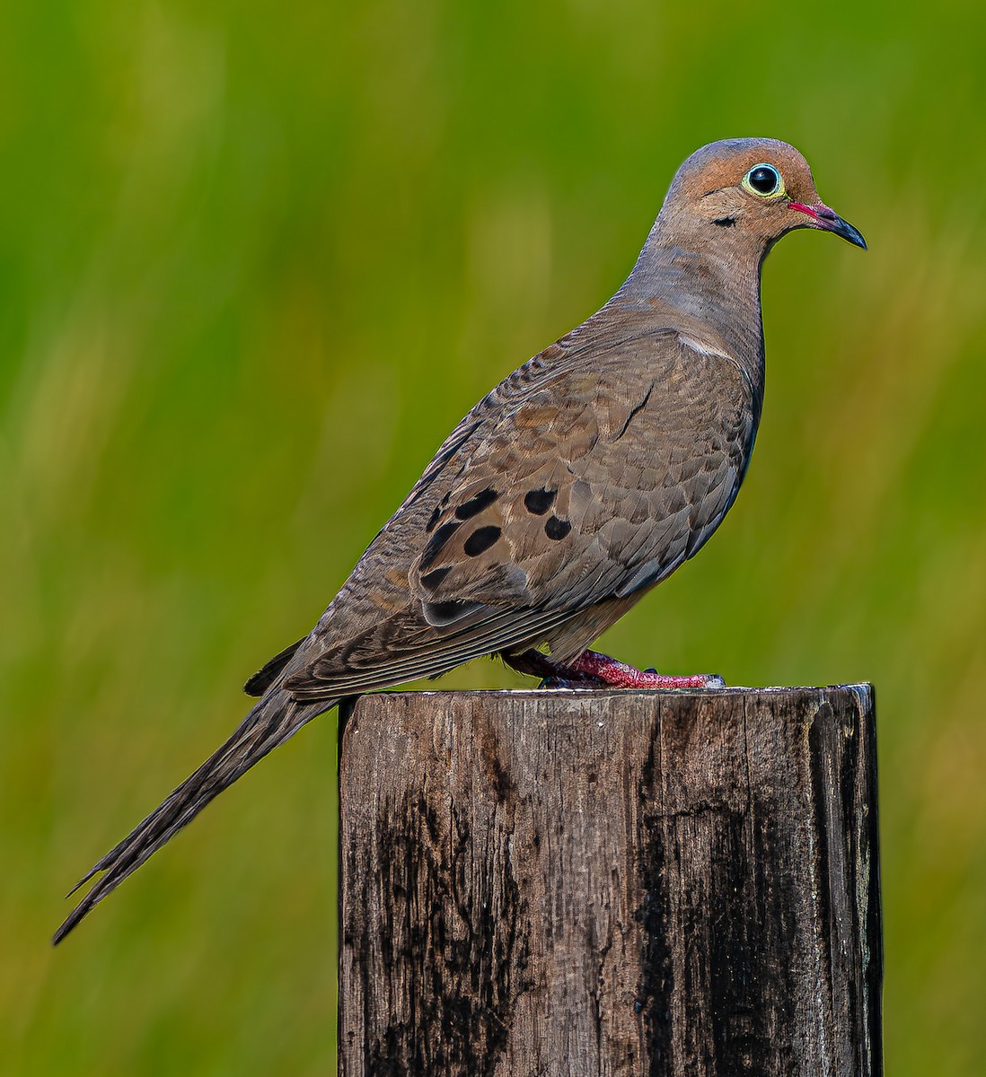Mourning Dove - ML639882169