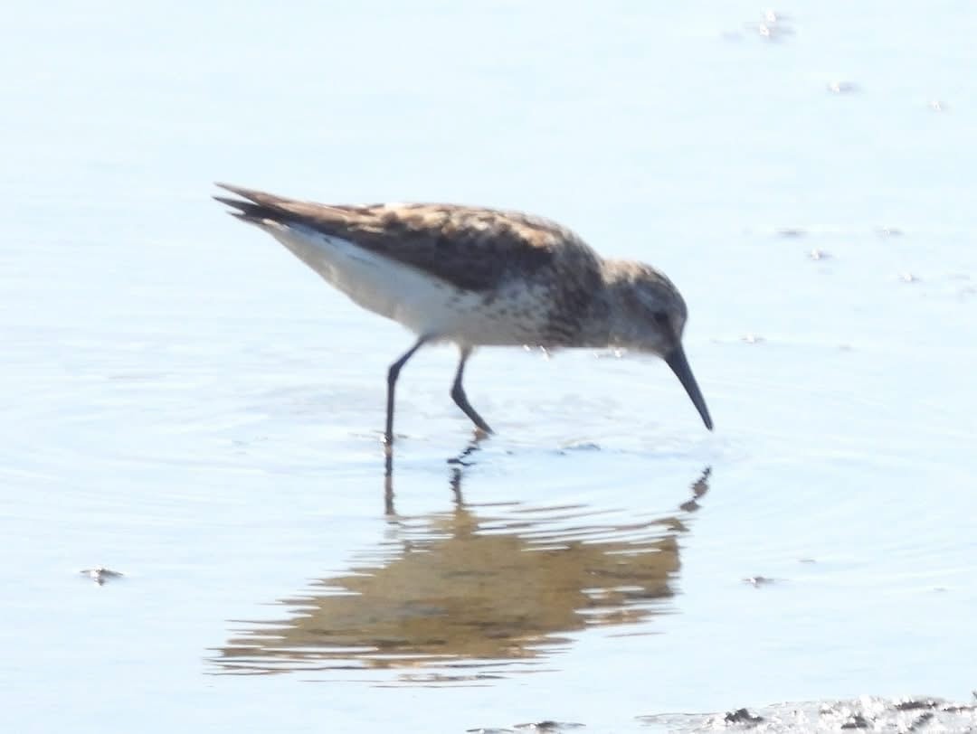 Western Sandpiper - ML639882229