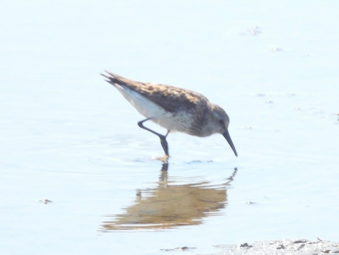 Western Sandpiper - ML639882230