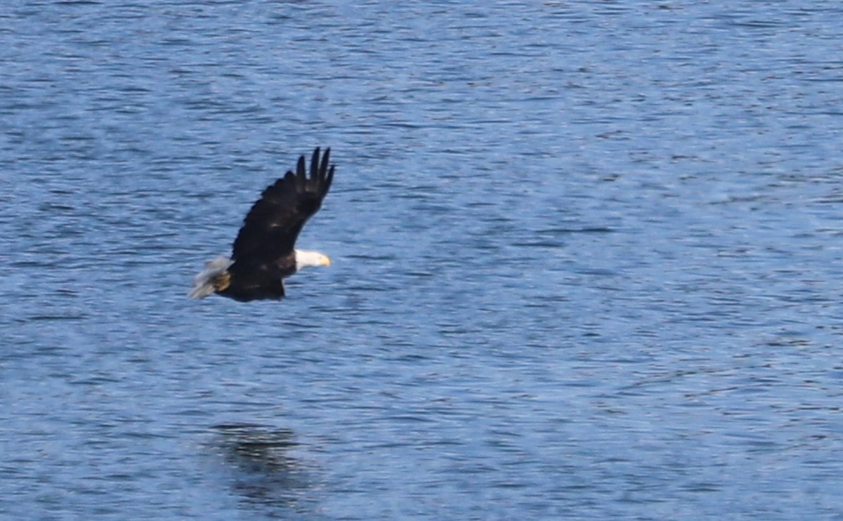 Weißkopf-Seeadler - ML639882269