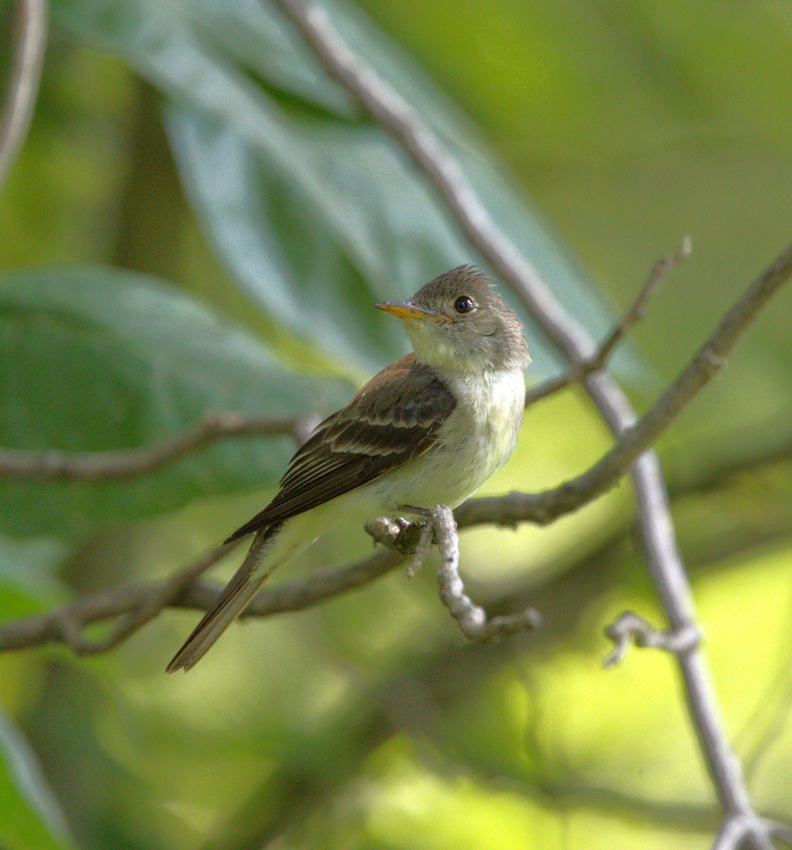 Eastern Wood-Pewee - ML639882276