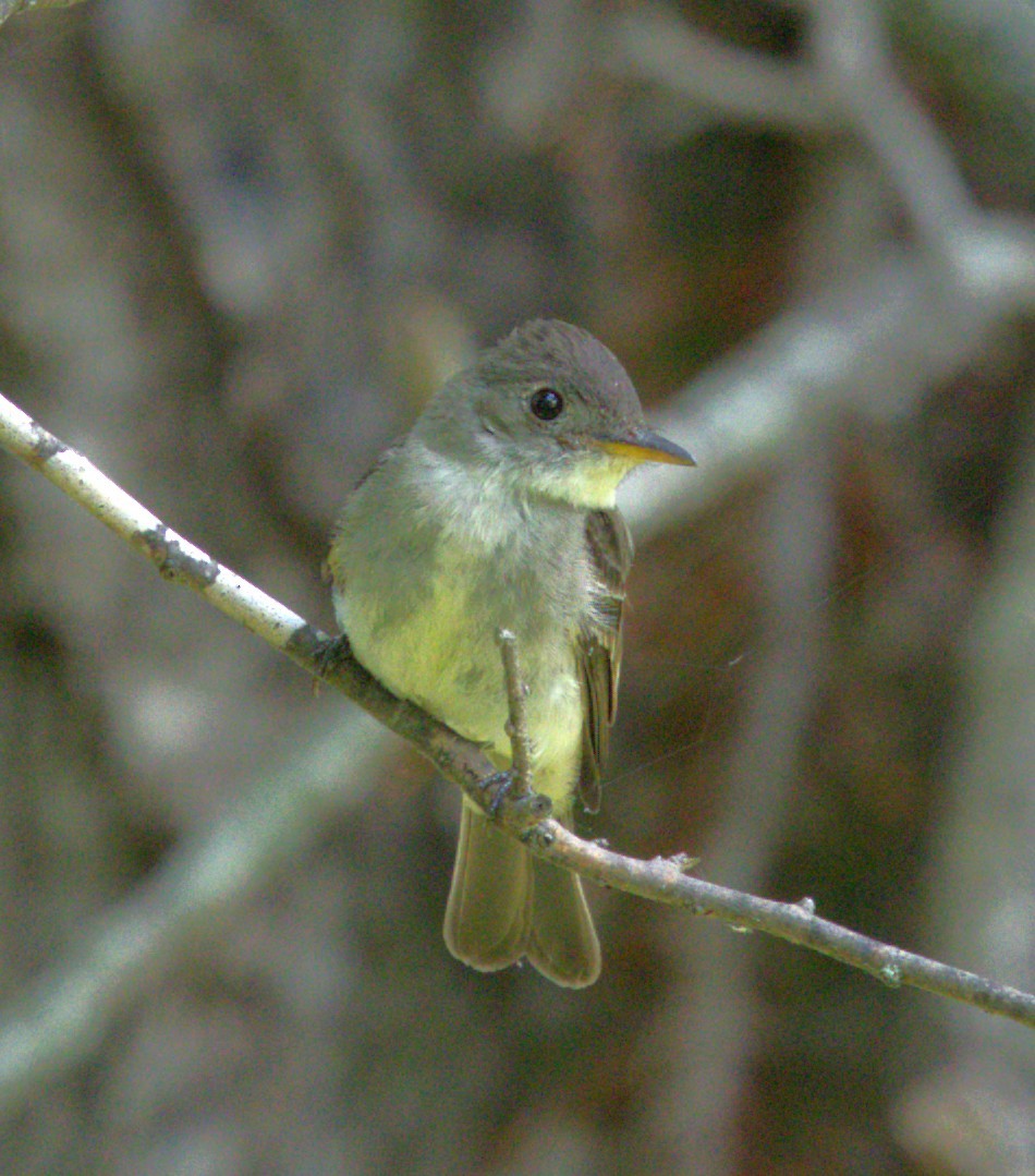 Eastern Phoebe - ML639882295