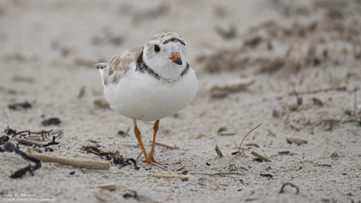 Chorlitejo Silbador - ML639882321