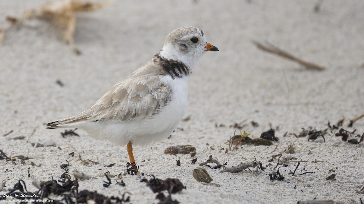 Chorlitejo Silbador - ML639882322