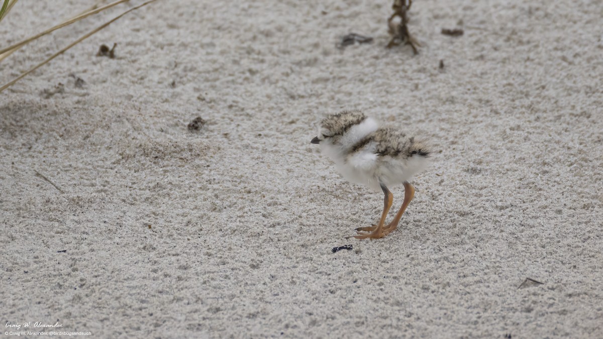 Chorlitejo Silbador - ML639882323