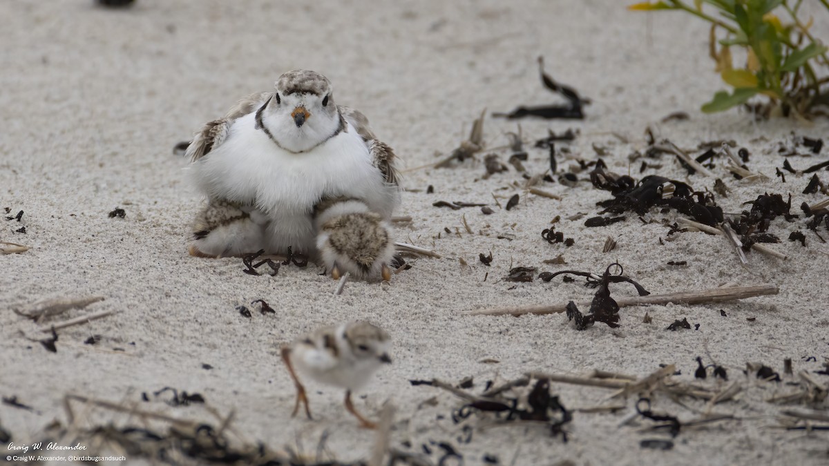 Chorlitejo Silbador - ML639882325