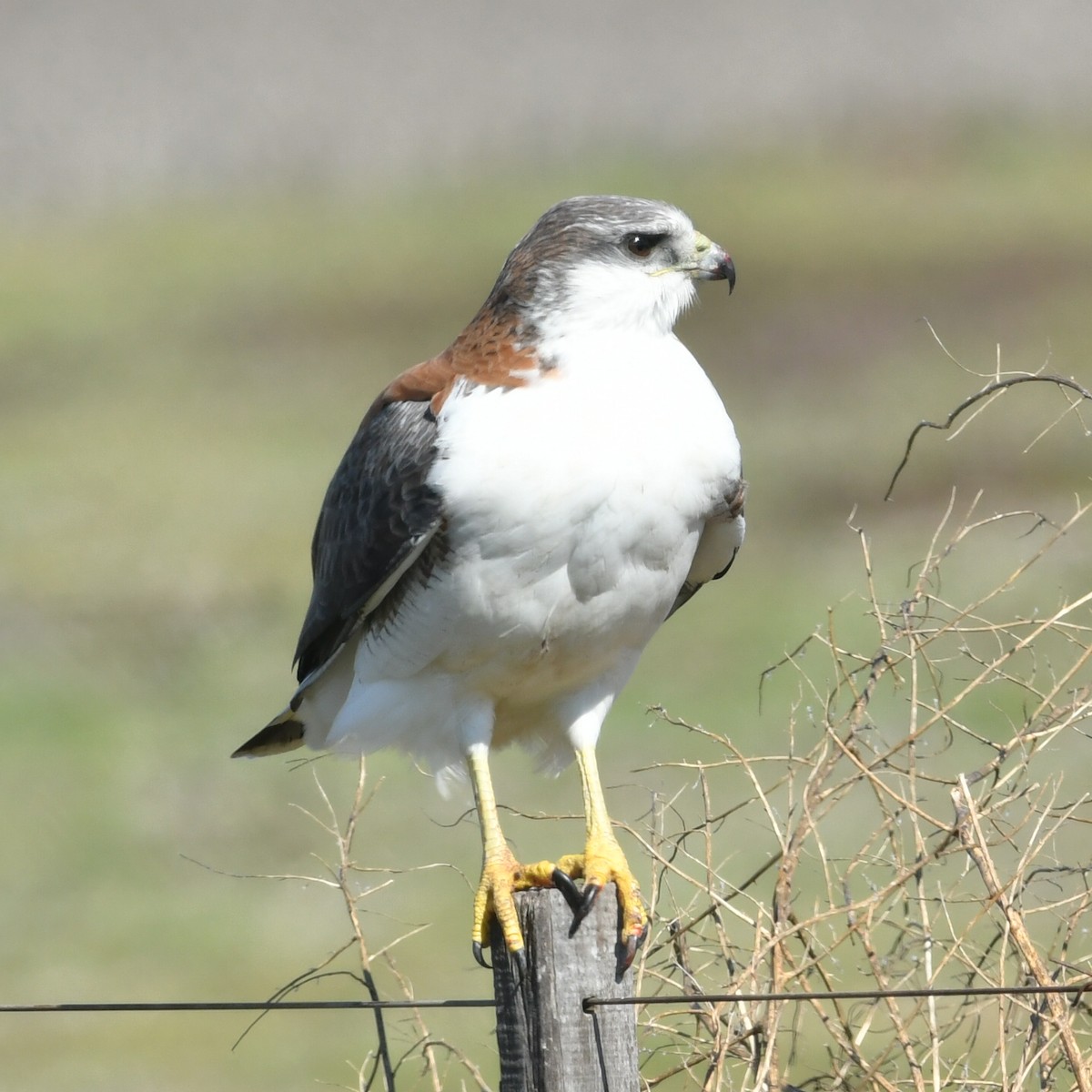 Variable Hawk - ML639882329