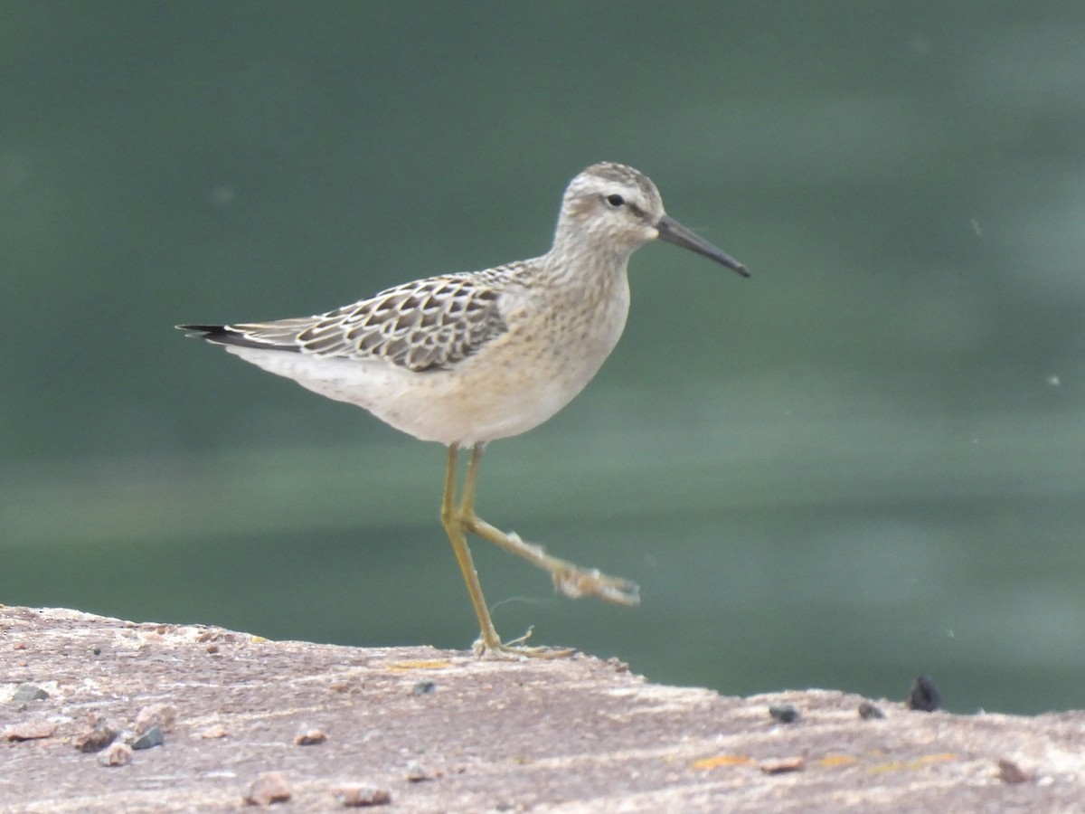 Stilt Sandpiper - ML639882371