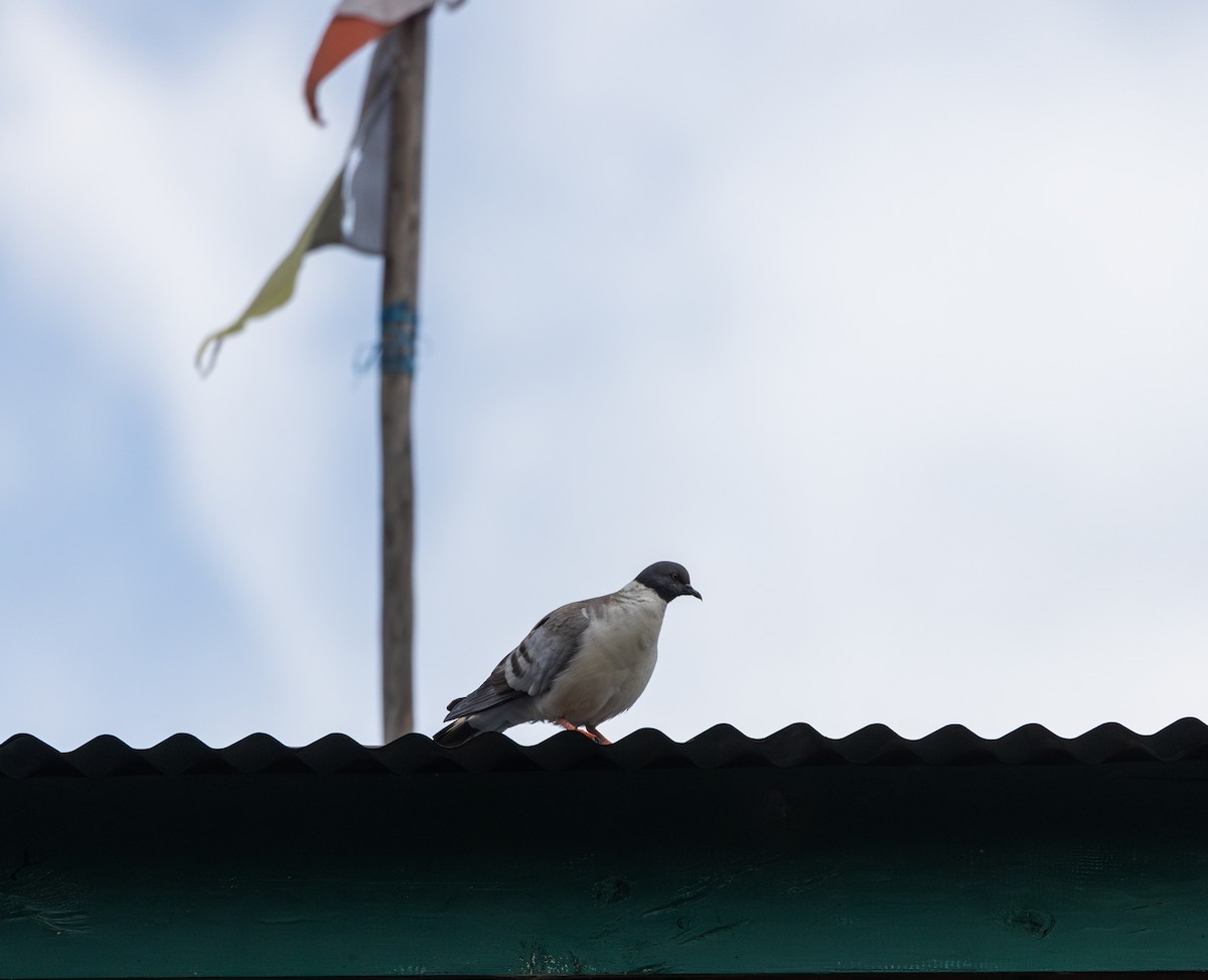 Snow Pigeon - ML639882531