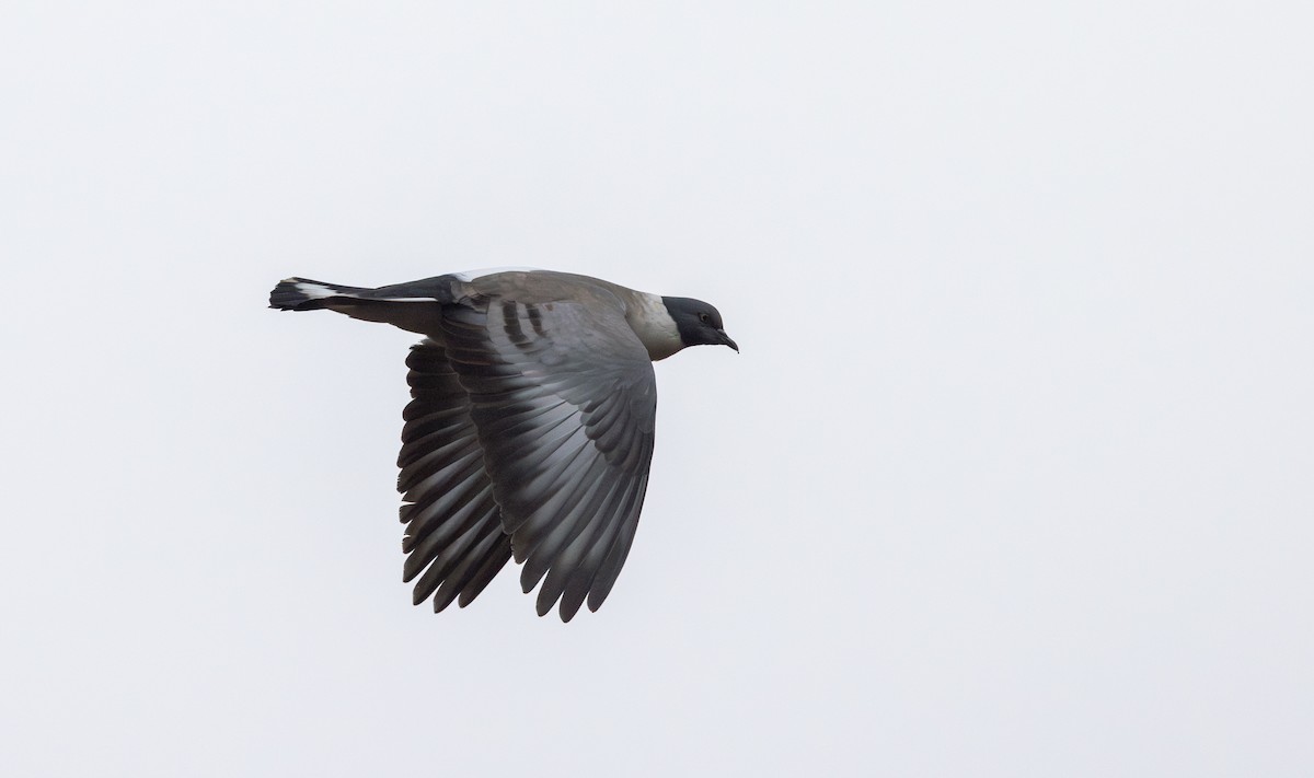 Snow Pigeon - ML639882541