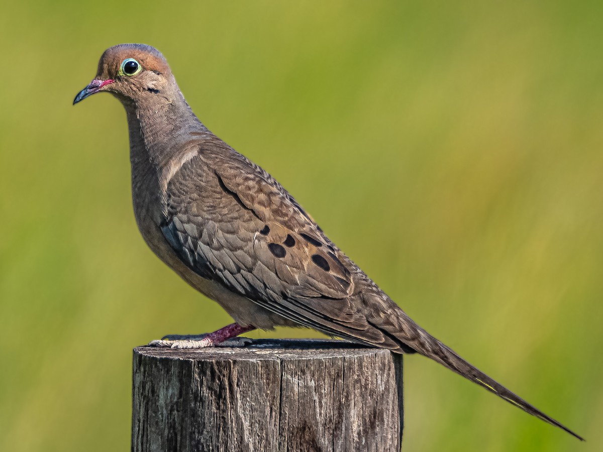 Mourning Dove - ML639882624