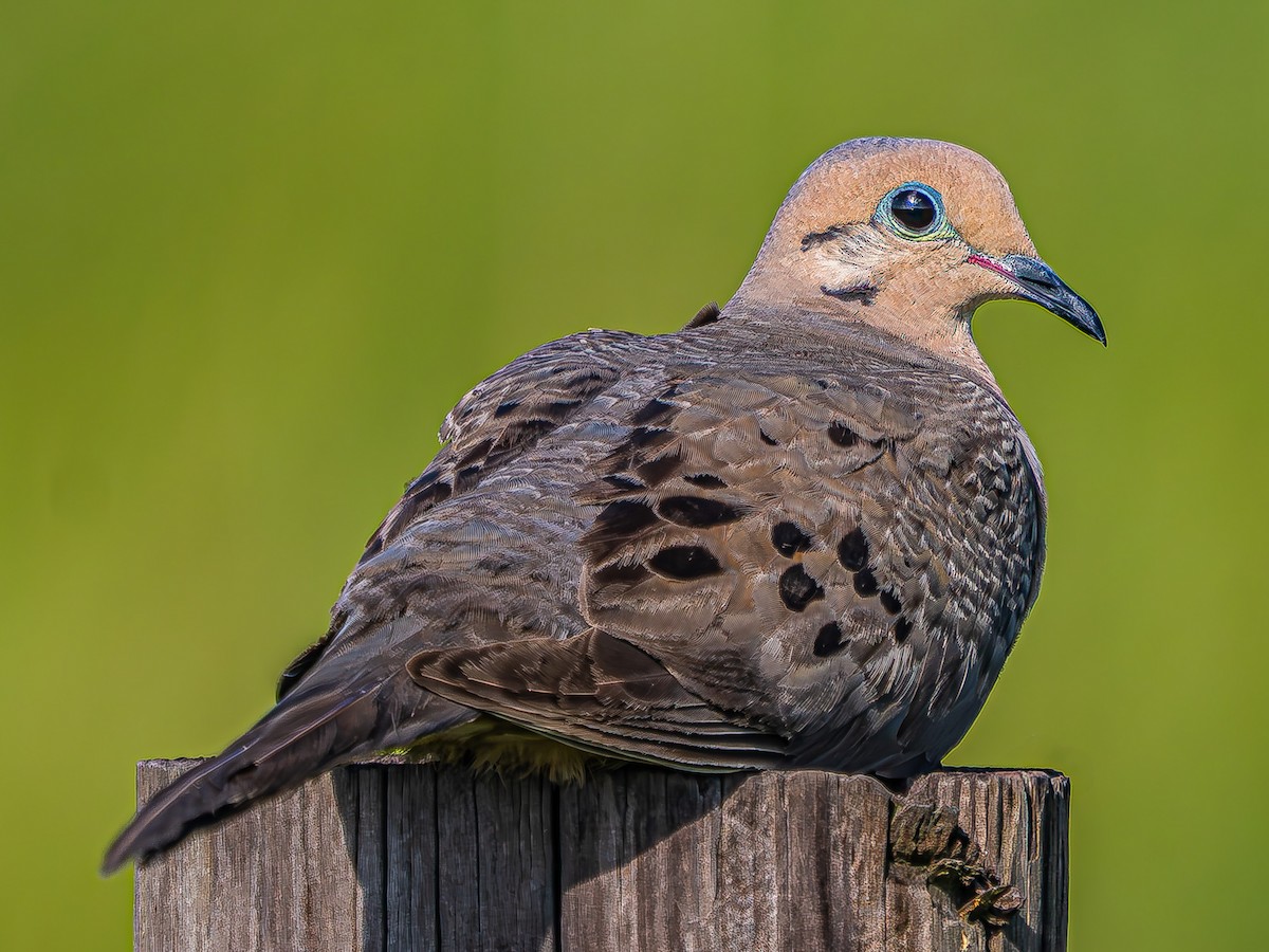 Mourning Dove - ML639882625