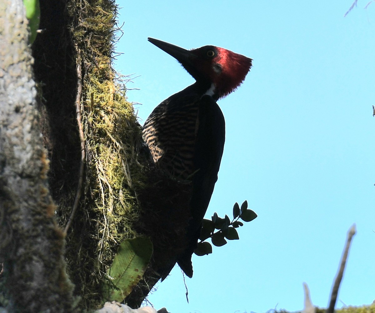 Guayaquil Woodpecker - ML639882645