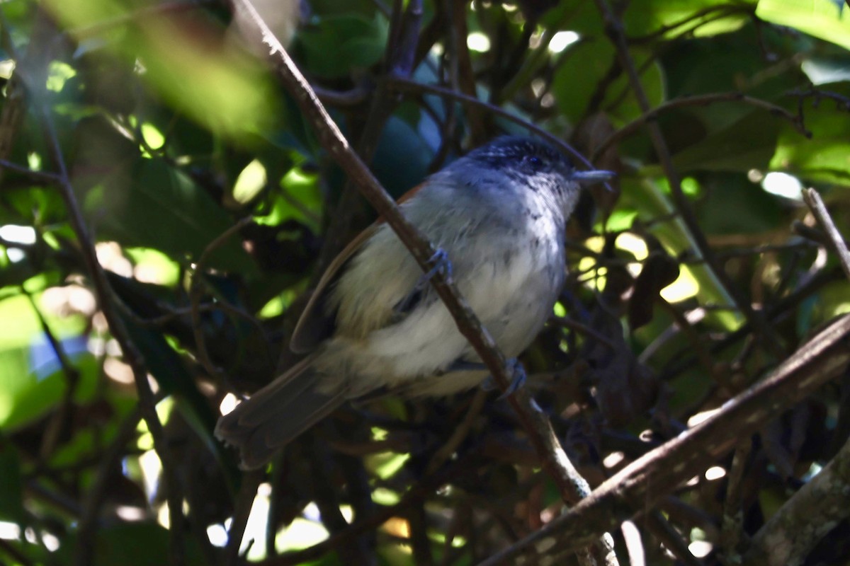 Rufous-backed Antvireo - ML639882646