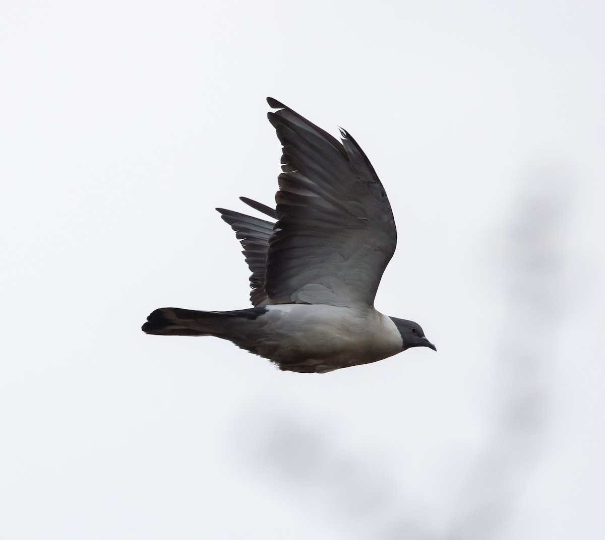 Snow Pigeon - ML639882667