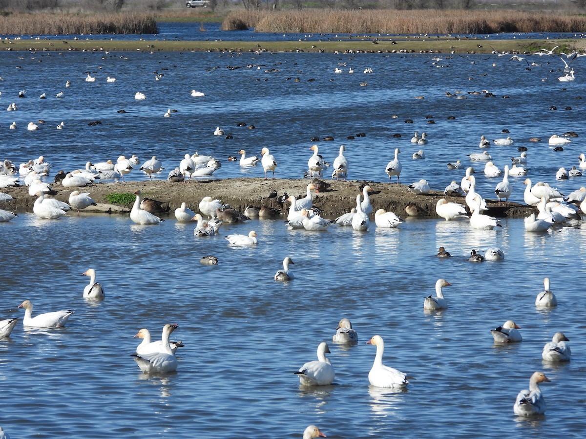 Snow/Ross's Goose - ML639882746