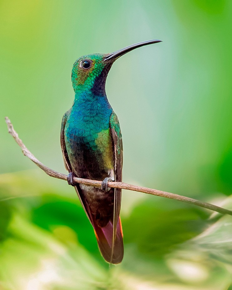 Green-breasted Mango - ML639882757