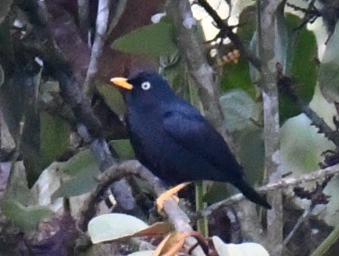 Pale-eyed Thrush - ML639882839