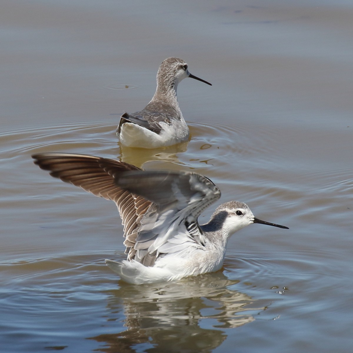 Wilson's Phalarope - ML639882842