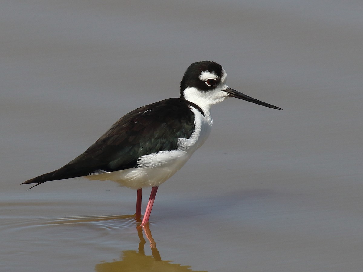 Black-necked Stilt - ML639882916