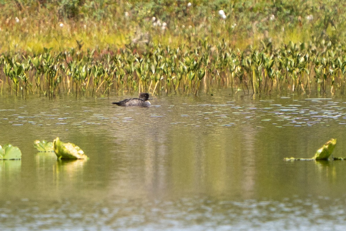 Barrow's Goldeneye - ML639882970