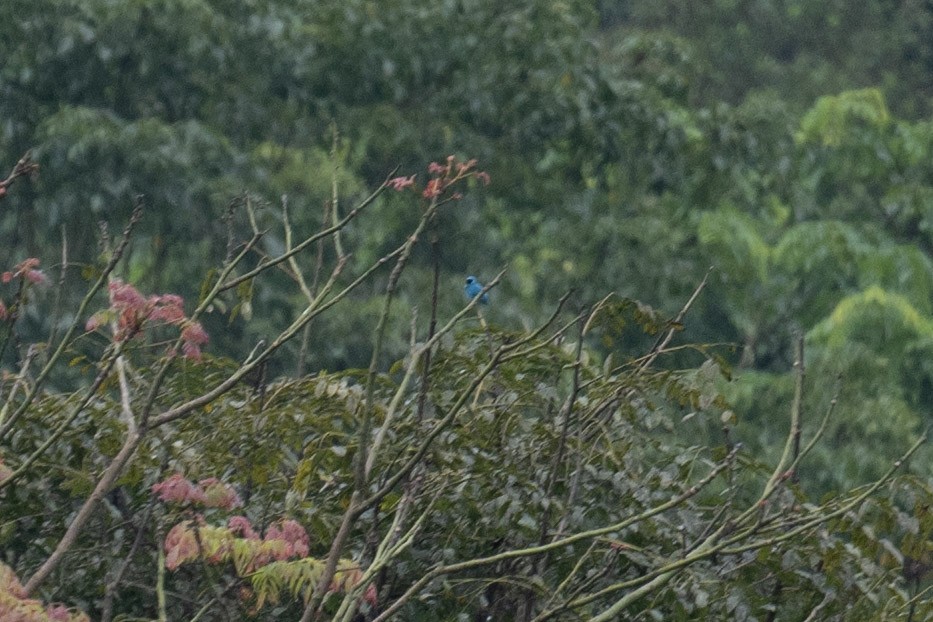 Swallow Tanager - ML639882974