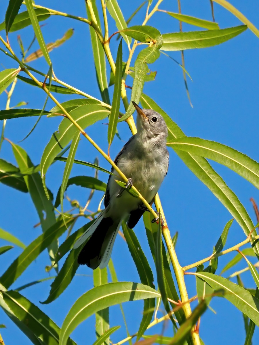 Blue-gray Gnatcatcher - ML639882986