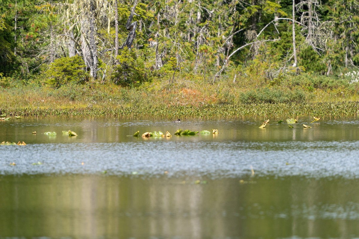 Barrow's Goldeneye - ML639882987