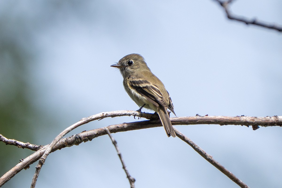 Western Flycatcher (Pacific-slope) - ML639883012