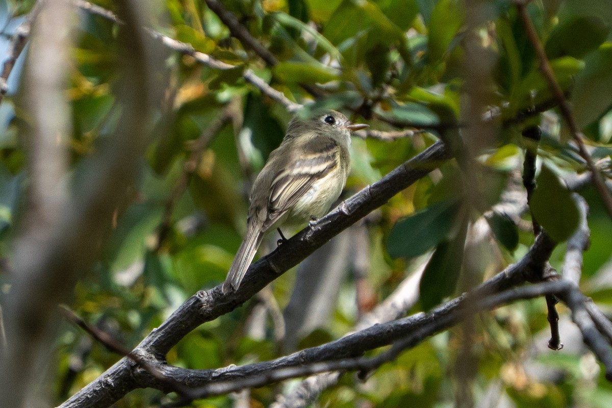 Western Flycatcher (Pacific-slope) - ML639883014
