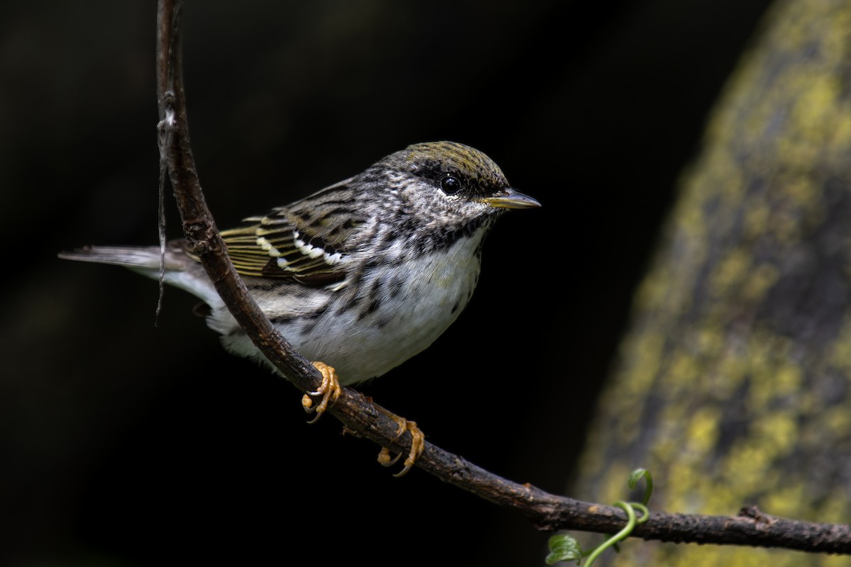 Blackpoll Warbler - ML639883024