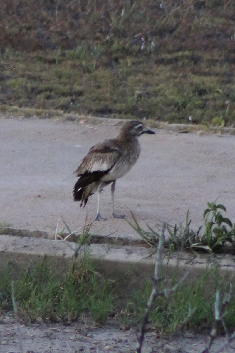 Senegal Thick-knee - ML639883073