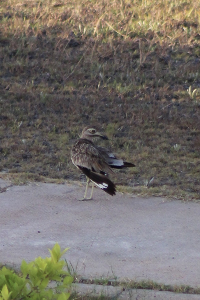 Senegal Thick-knee - ML639883074