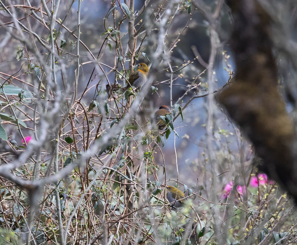 Crimson-browed Finch - ML639883082