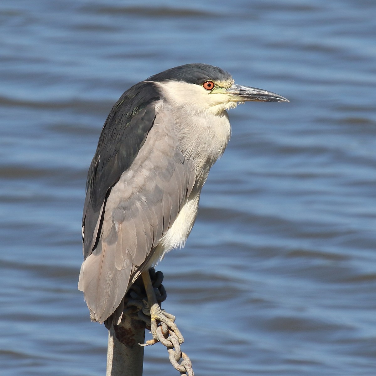 Black-crowned Night Heron - ML639883083