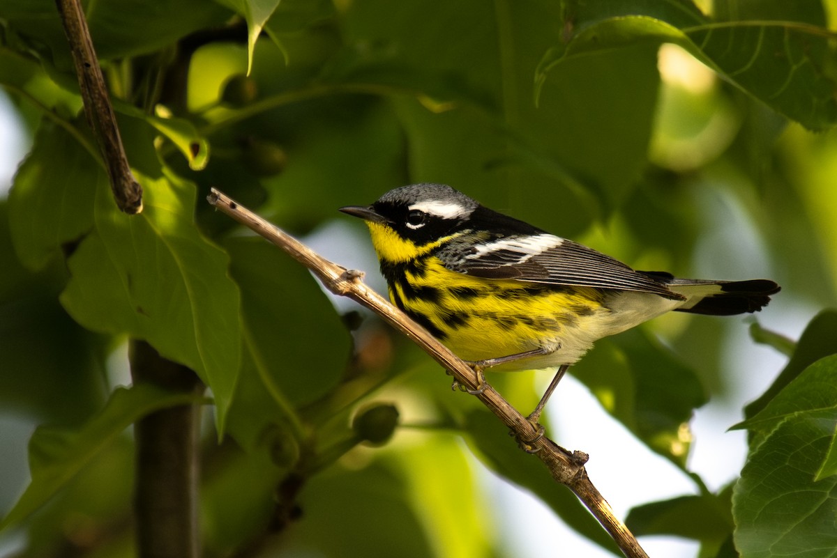 Magnolia Warbler - ML639883094