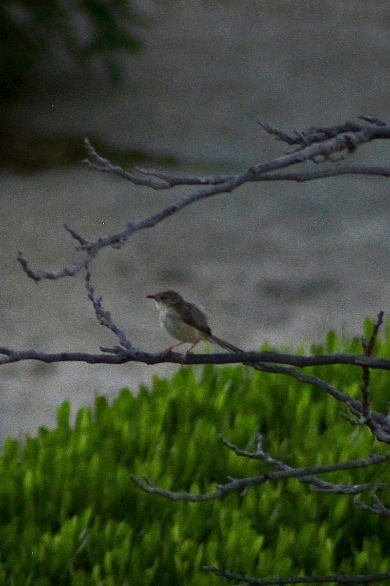 Graceful Prinia - ML639883102