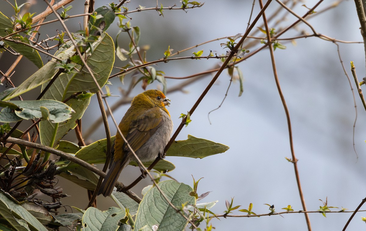Crimson-browed Finch - ML639883113