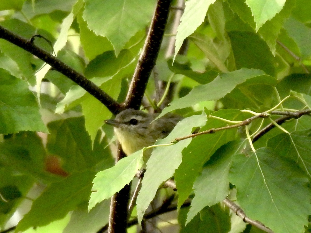 Philadelphia Vireo - ML639883124